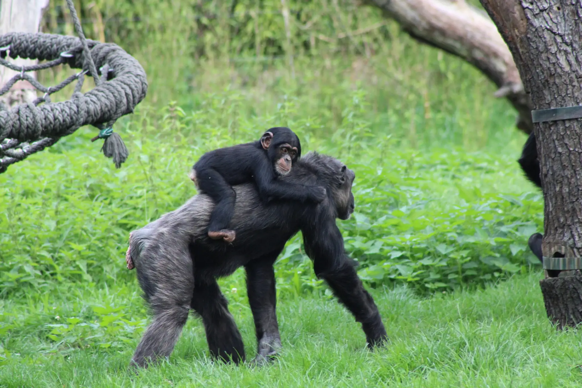Bonobo baby with mother